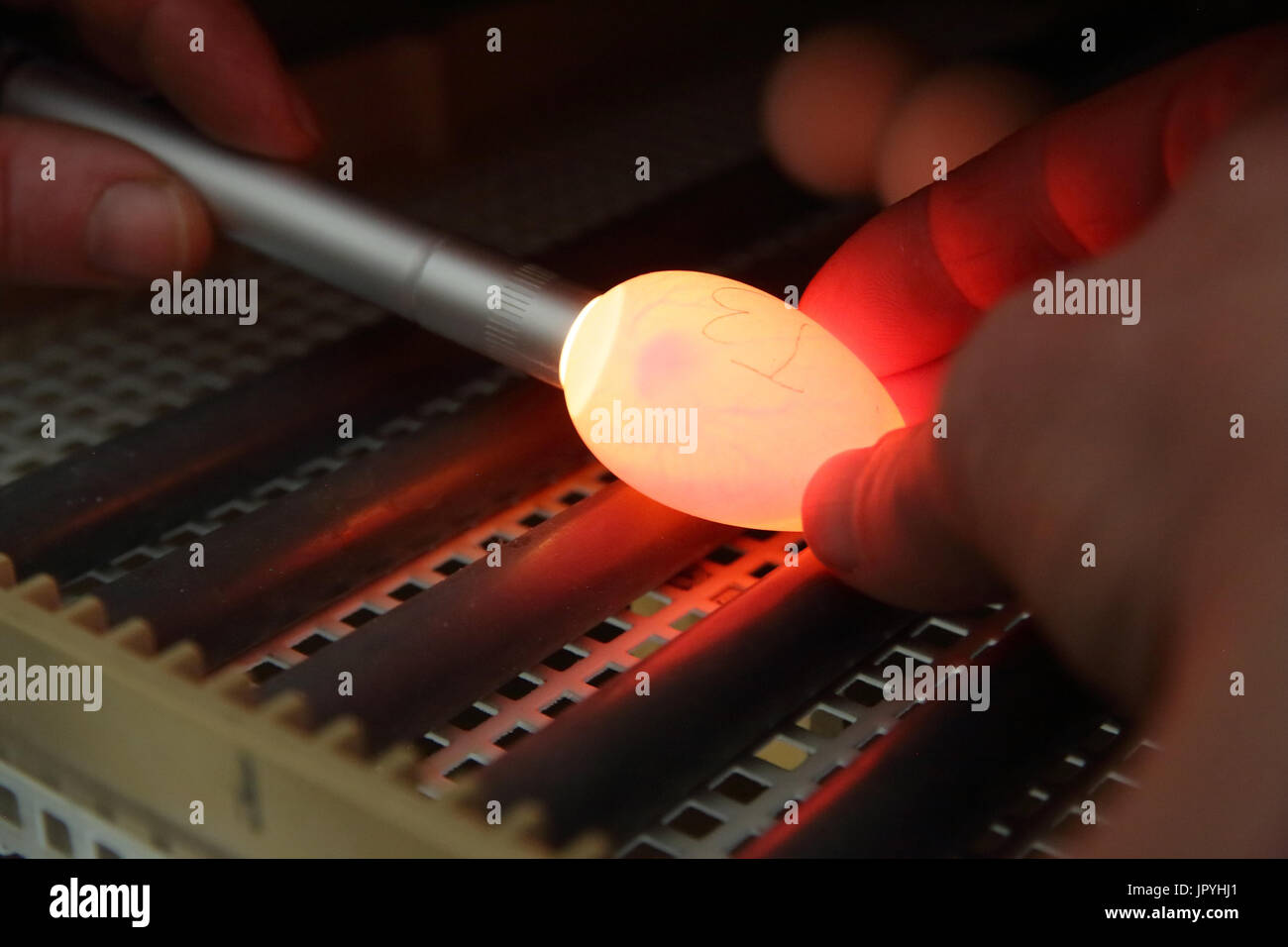 Human Fertilized Egg High Resolution Stock Photography and Images - Alamy