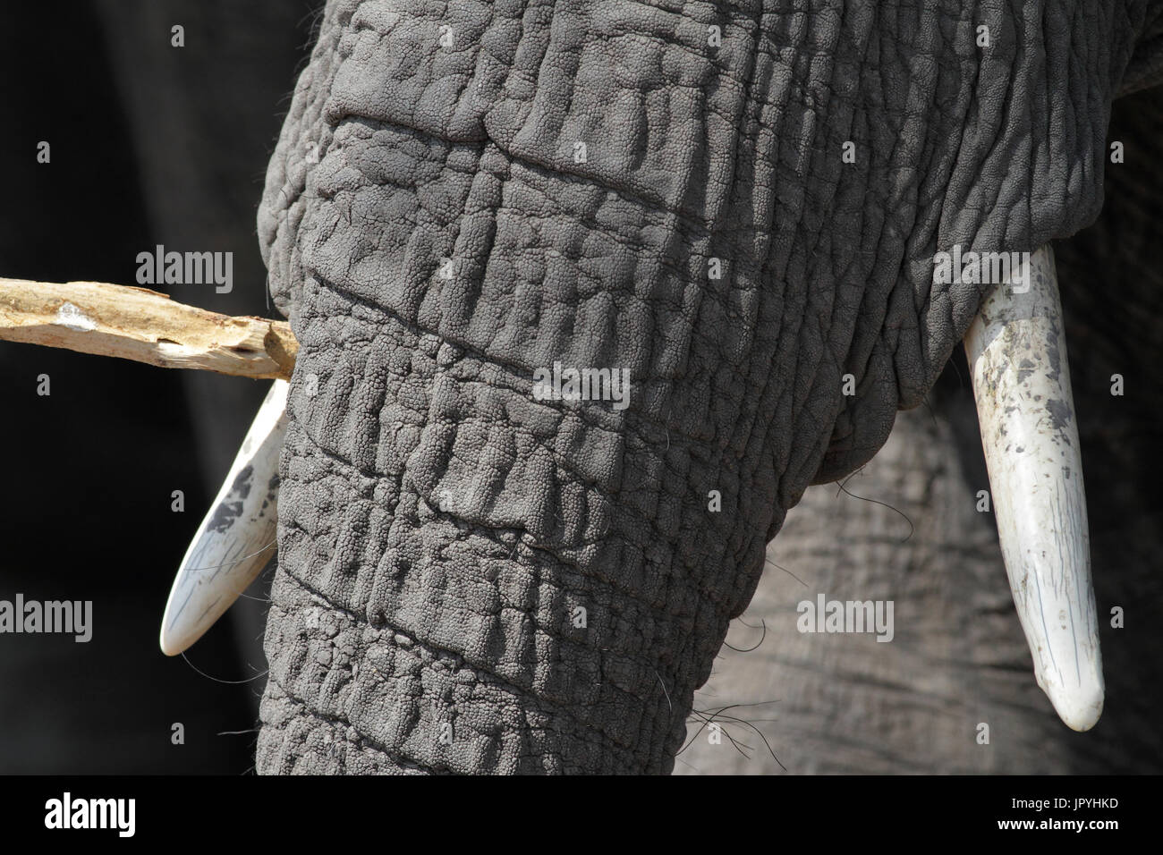 Trunk and tusks of African Elephant - Botswana Stock Photo