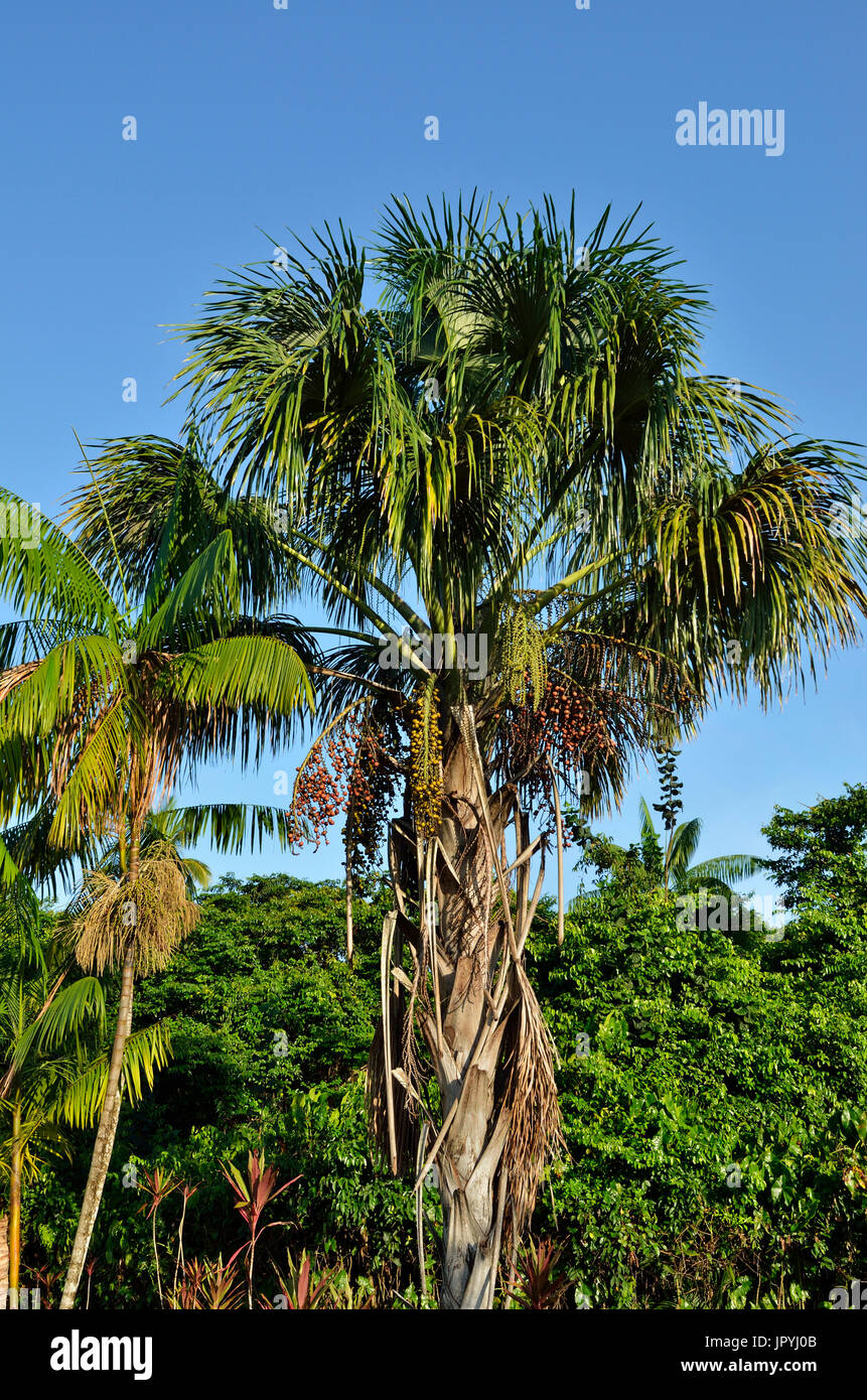 Moriche Palm on the banks of river Oyack - French Guyana Stock Photo
