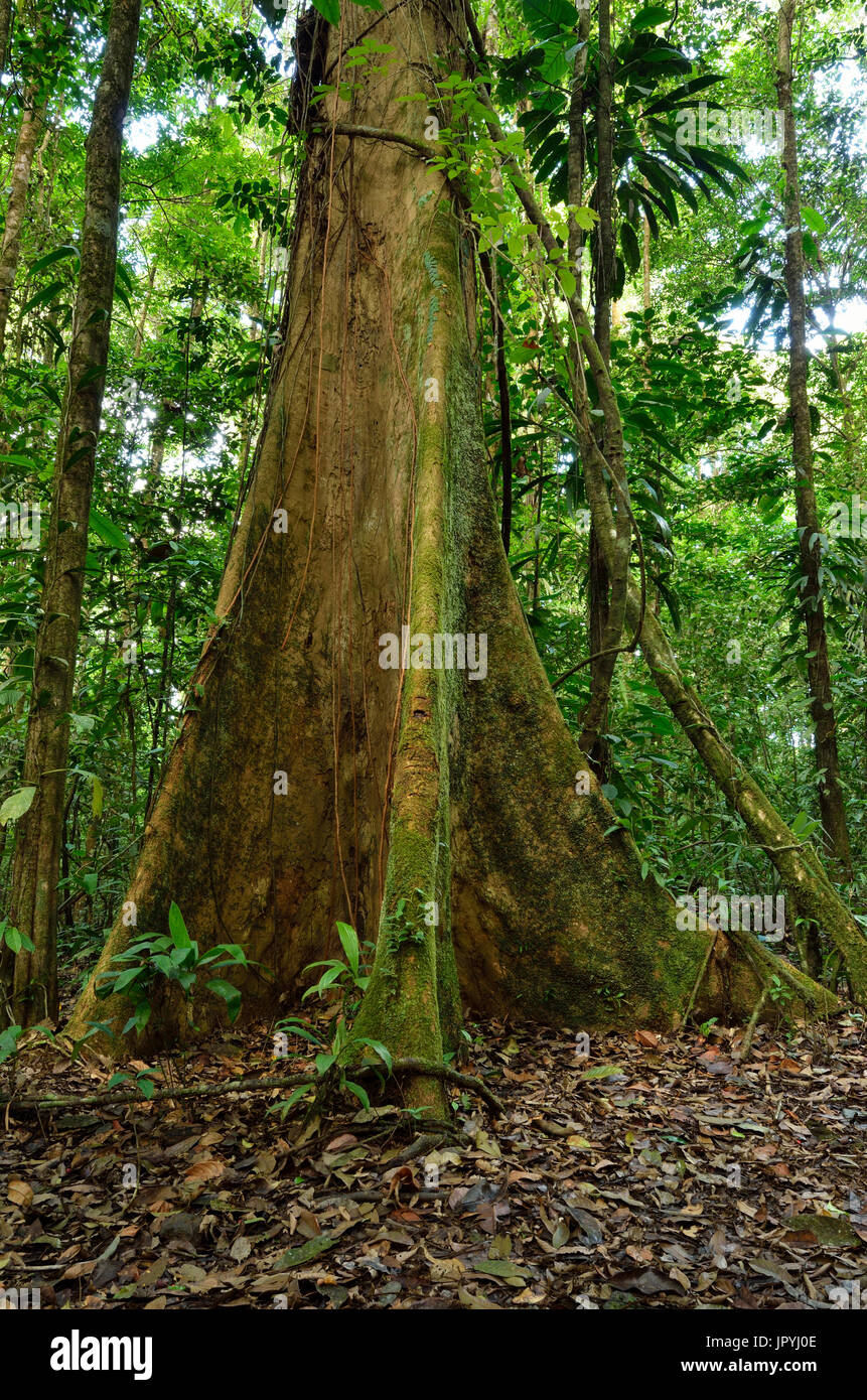 Guyana amazonian park hires stock photography and images Alamy