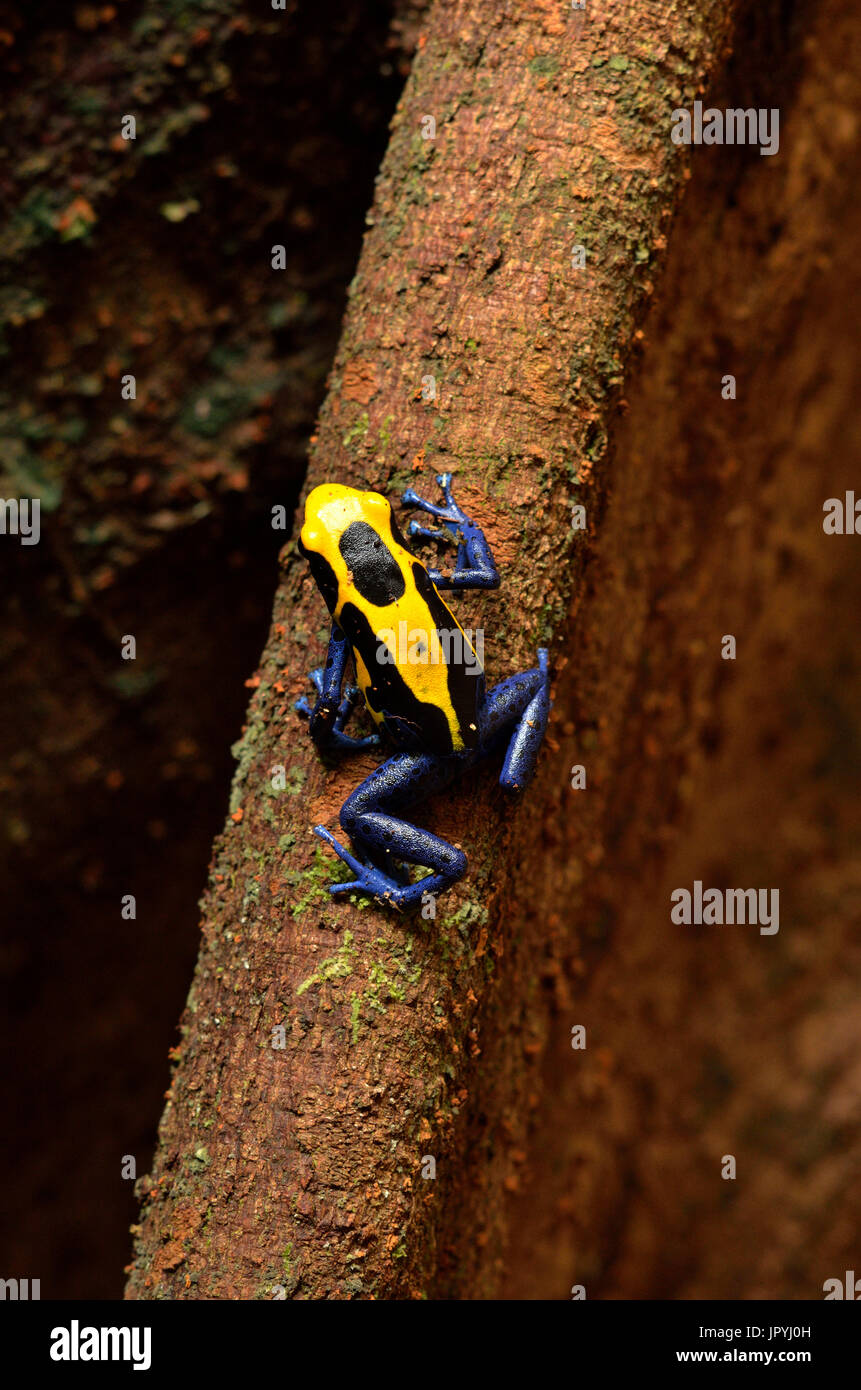 Dyeing Poisonarrow Frog Tresor Reserve French Guyana Stock Photo Alamy