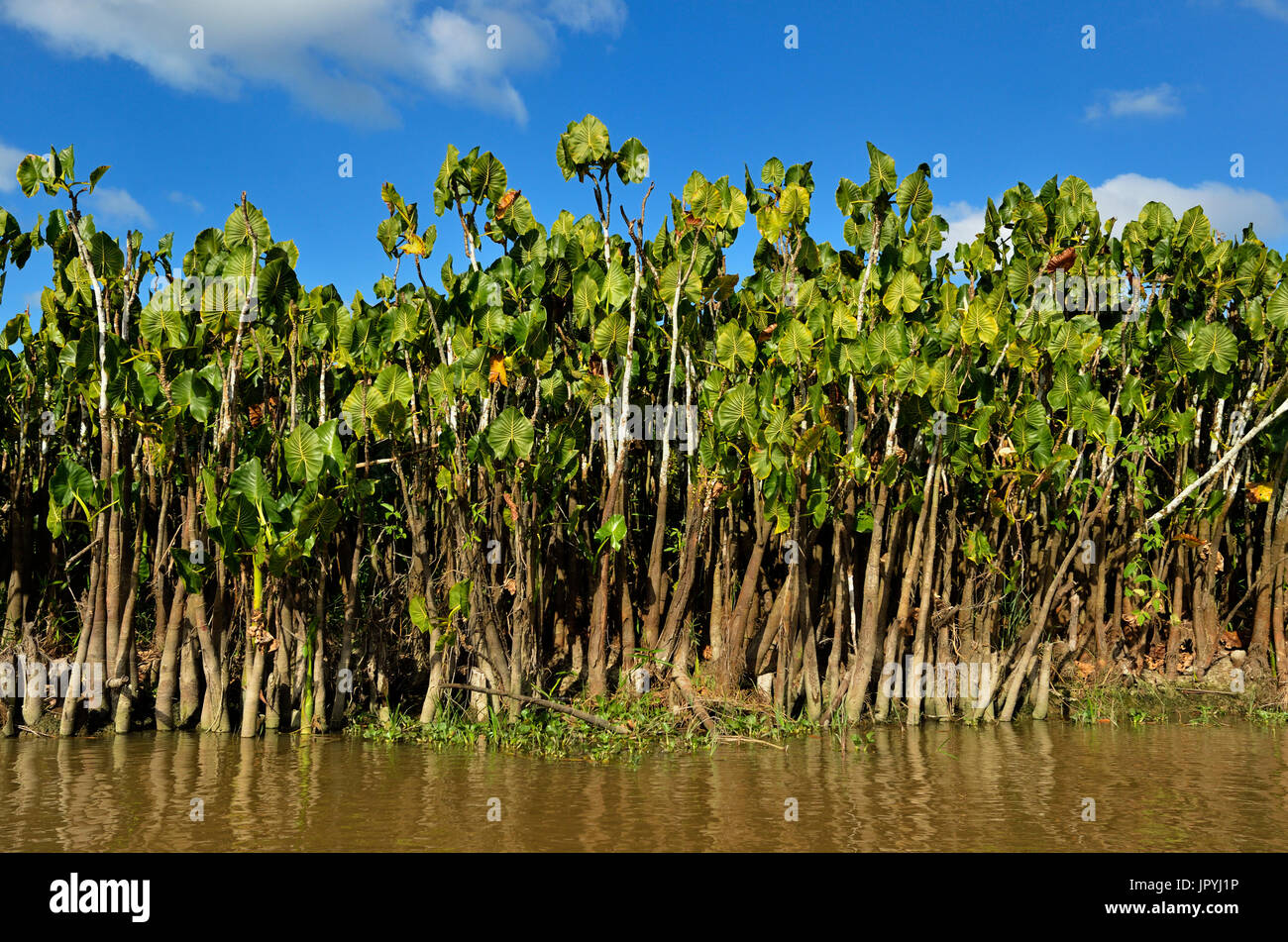 MoucouMoucou Kaw Swamp in French Guiana Stock Photo Alamy