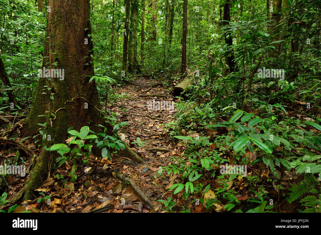 Forest trail - Tresor Reserve French Guiana Stock Photo