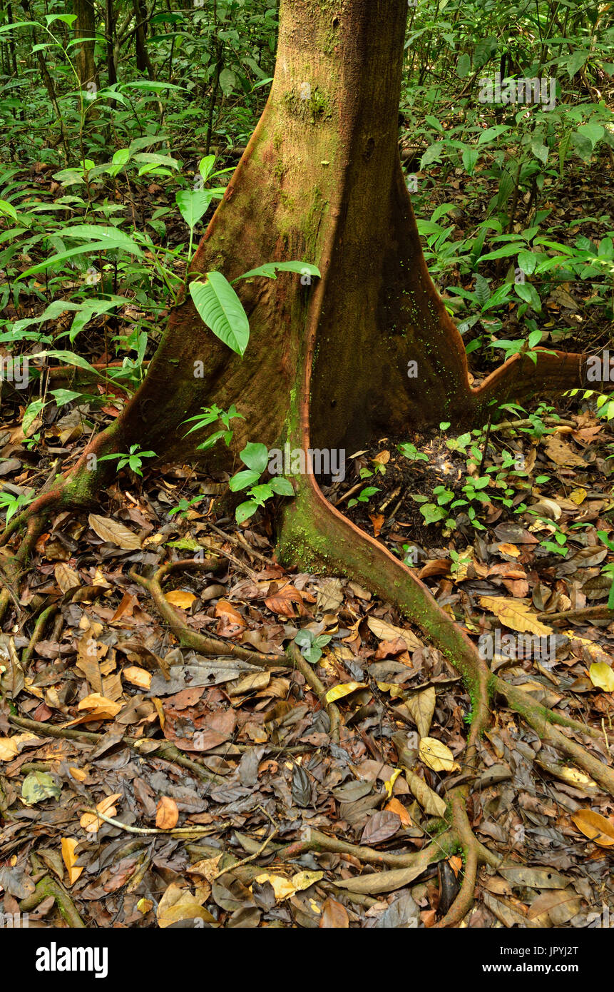 Buttress roots - Tresor Reserve French Guiana Stock Photo