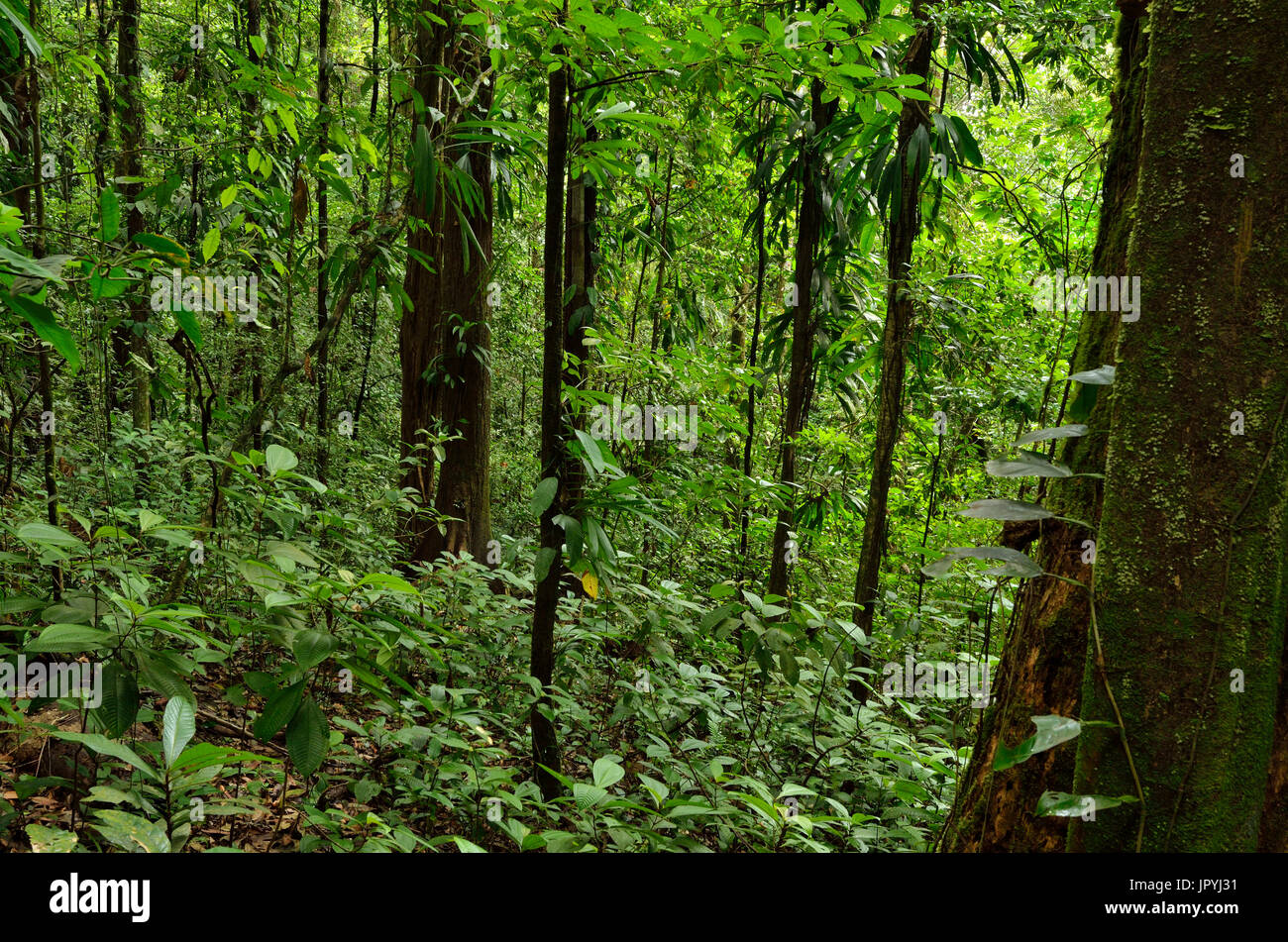 Tropical Undergrowth - Tresor Reserve French Guiana Stock Photo