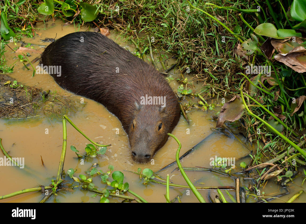 Capybara in a swamp - French Guiana Stock Photo - Alamy Capybara in a swamp - French Guiana Stock Photo - Alamy