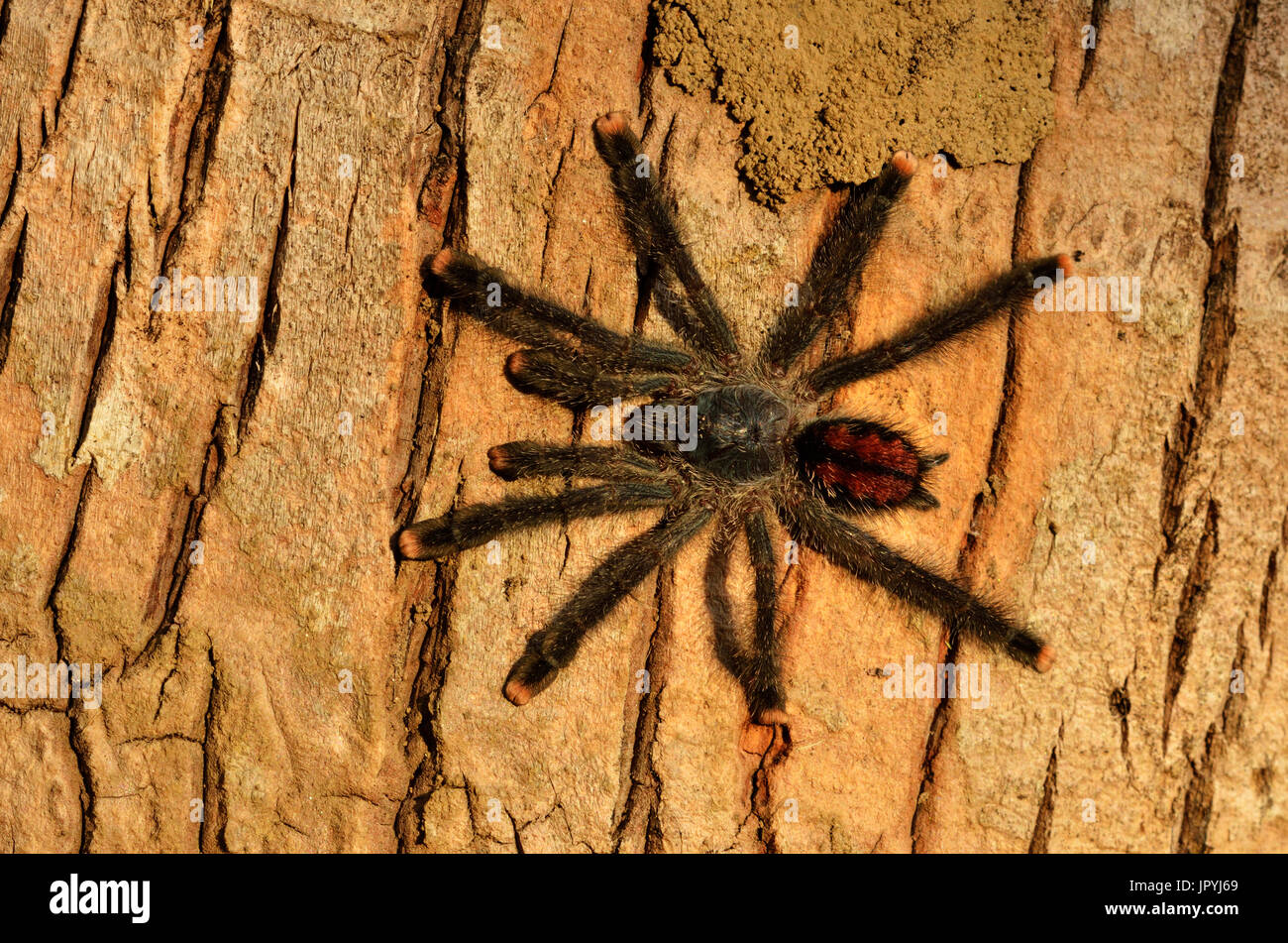 Young Pinktoe tarantula on a trunk - French Guiana Stock Photo - Alamy