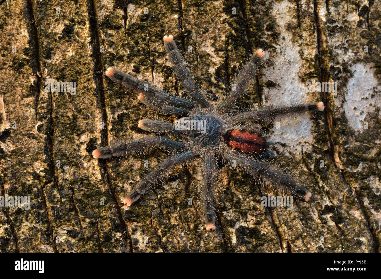 Young Pinktoe tarantula on a trunk - French Guiana Stock Photo - Alamy