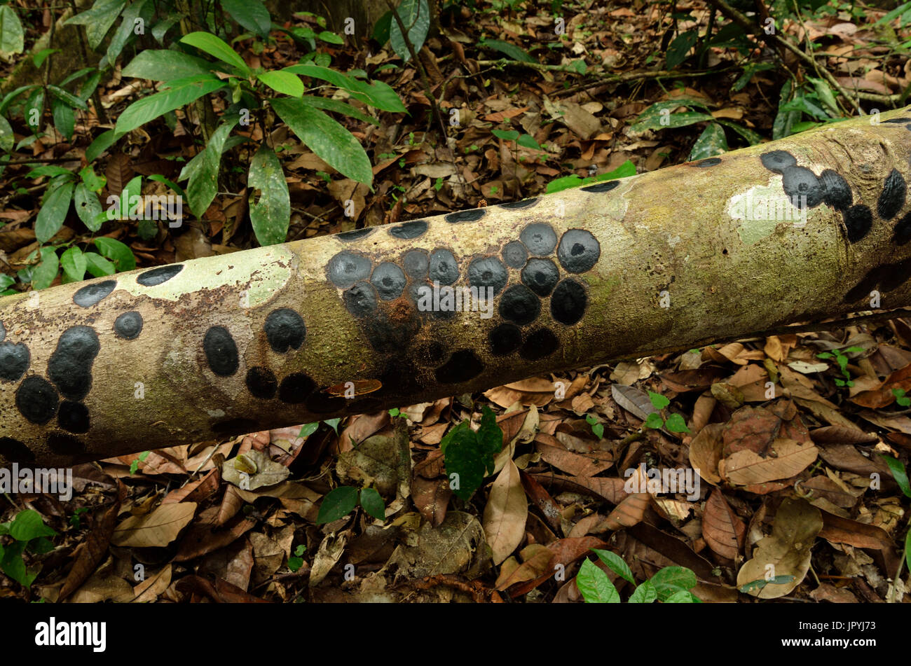 Flattened phase of Cigarette fungus on trunk - French Guiana Stock Photo