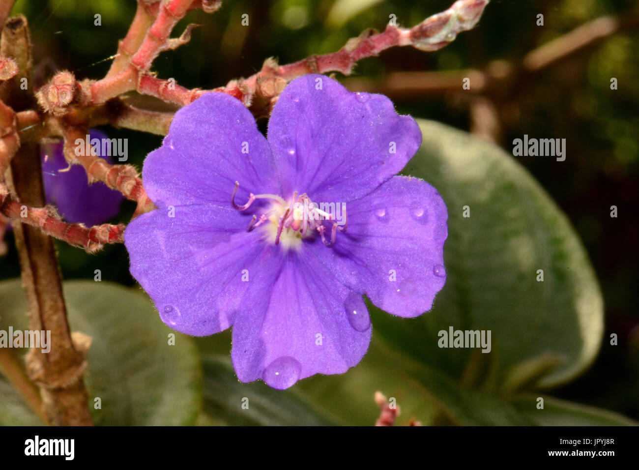 Melastomataceae family flower New Caledonia Stock Photo Alamy