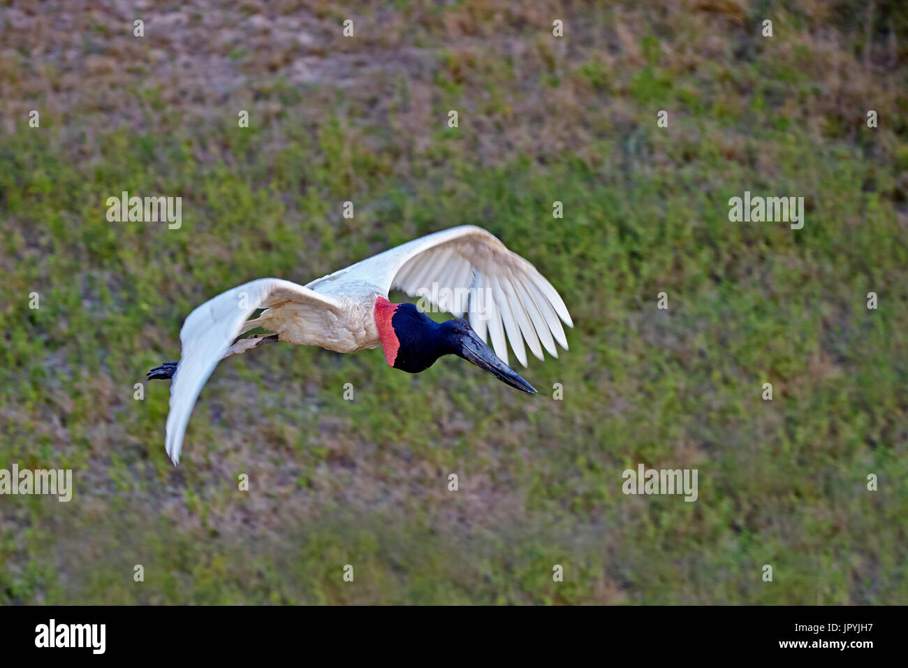 American Jabiru in flight Pantanal Brazil Stock Photo Alamy