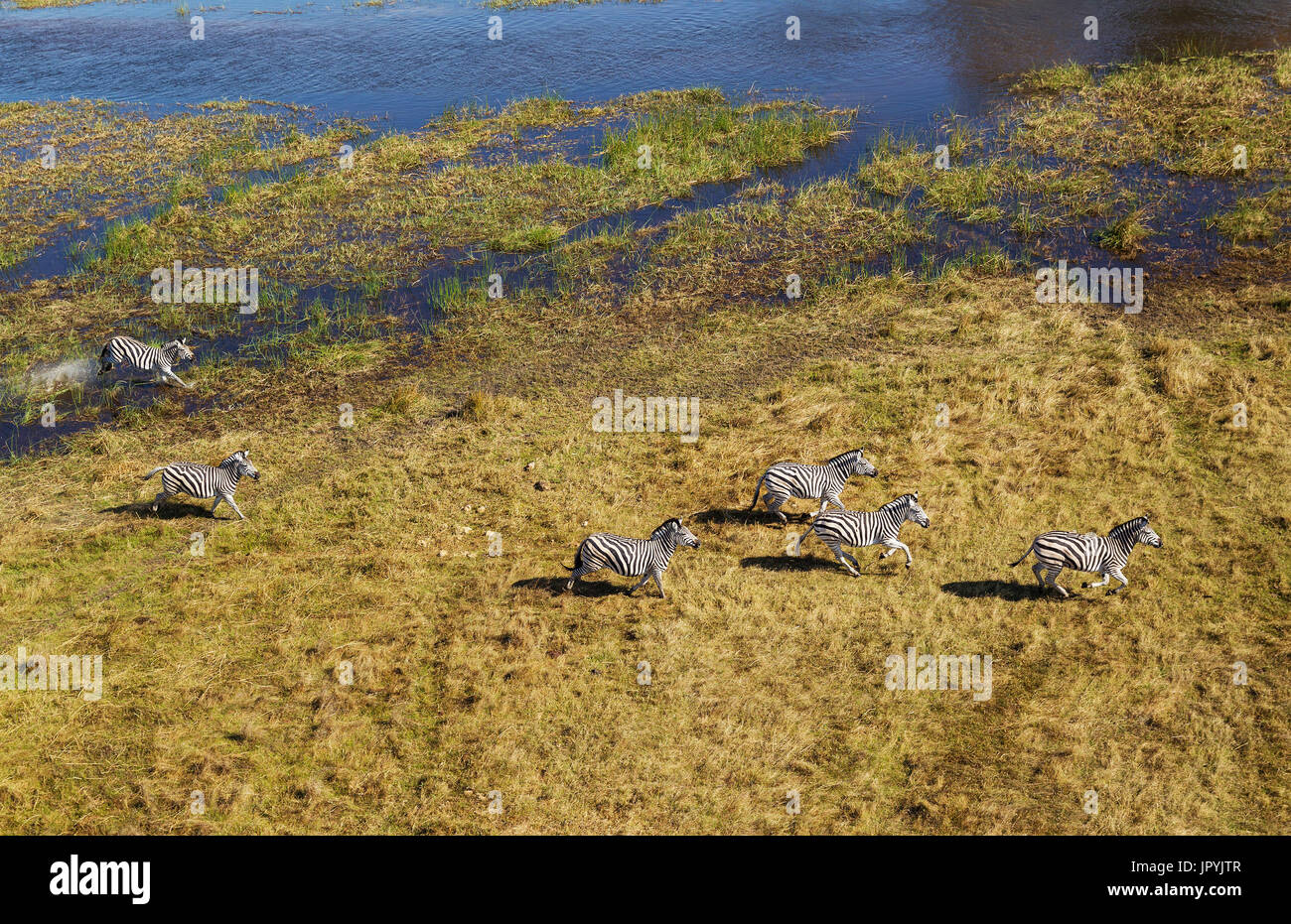 Burchell's Zebras running in marshes - Okavango Botswana Stock Photo