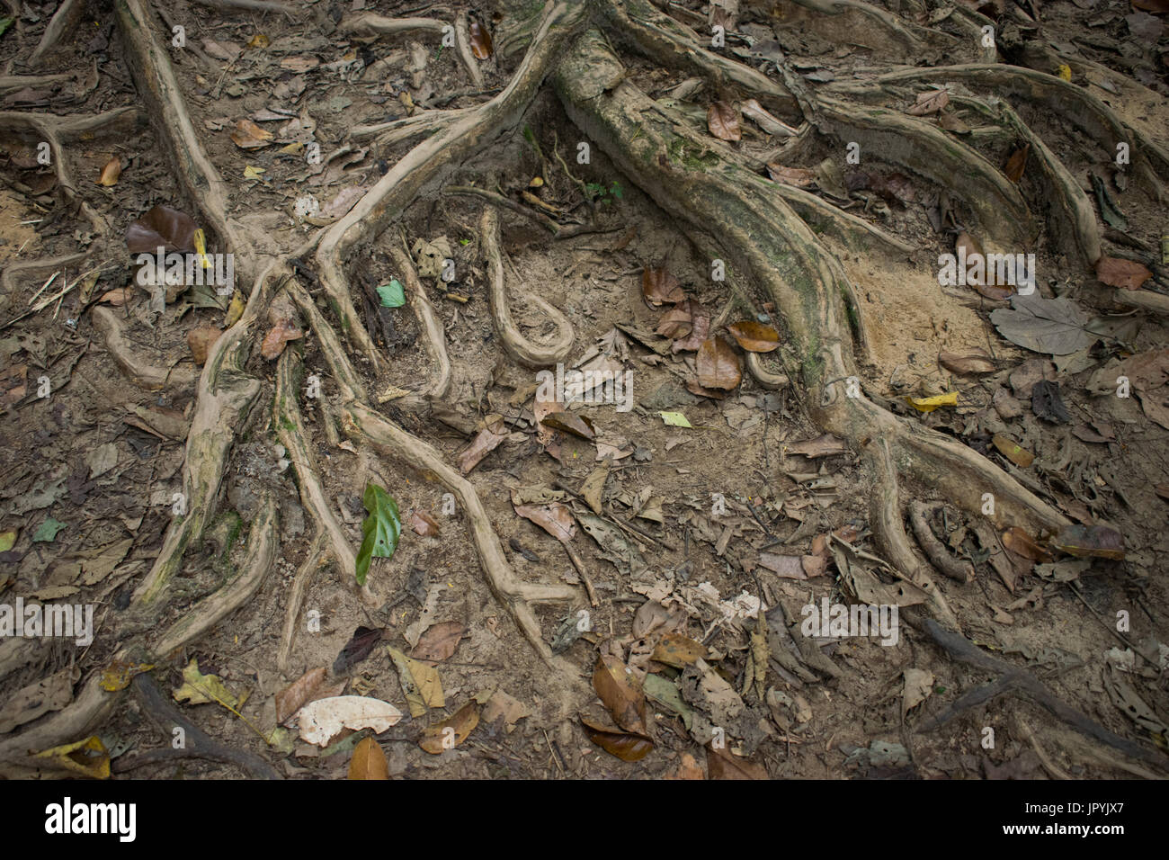 Jaral Roots Deep plant roots hi-res stock photography and images - Alamy