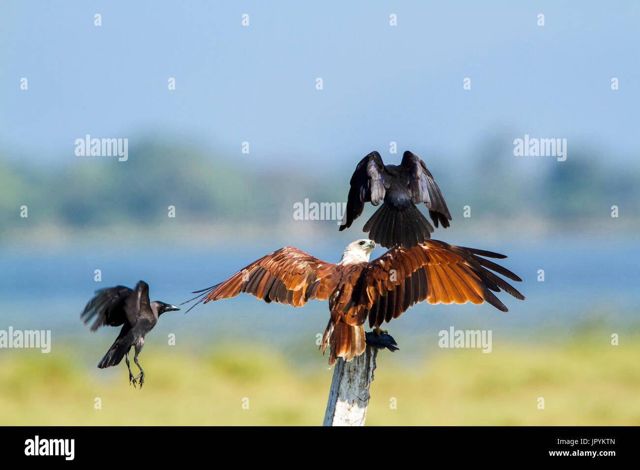 Brahminy Kite attack by Crow Arugam Bay lagoon Sri Lanka Stock Photo