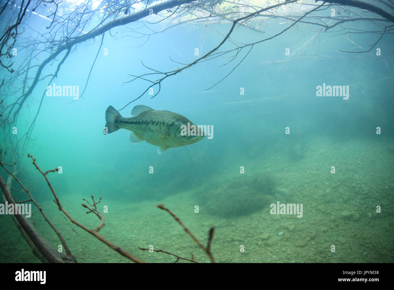 Largemouth Bass in submerged dead trees Spain Stock Photo Alamy
