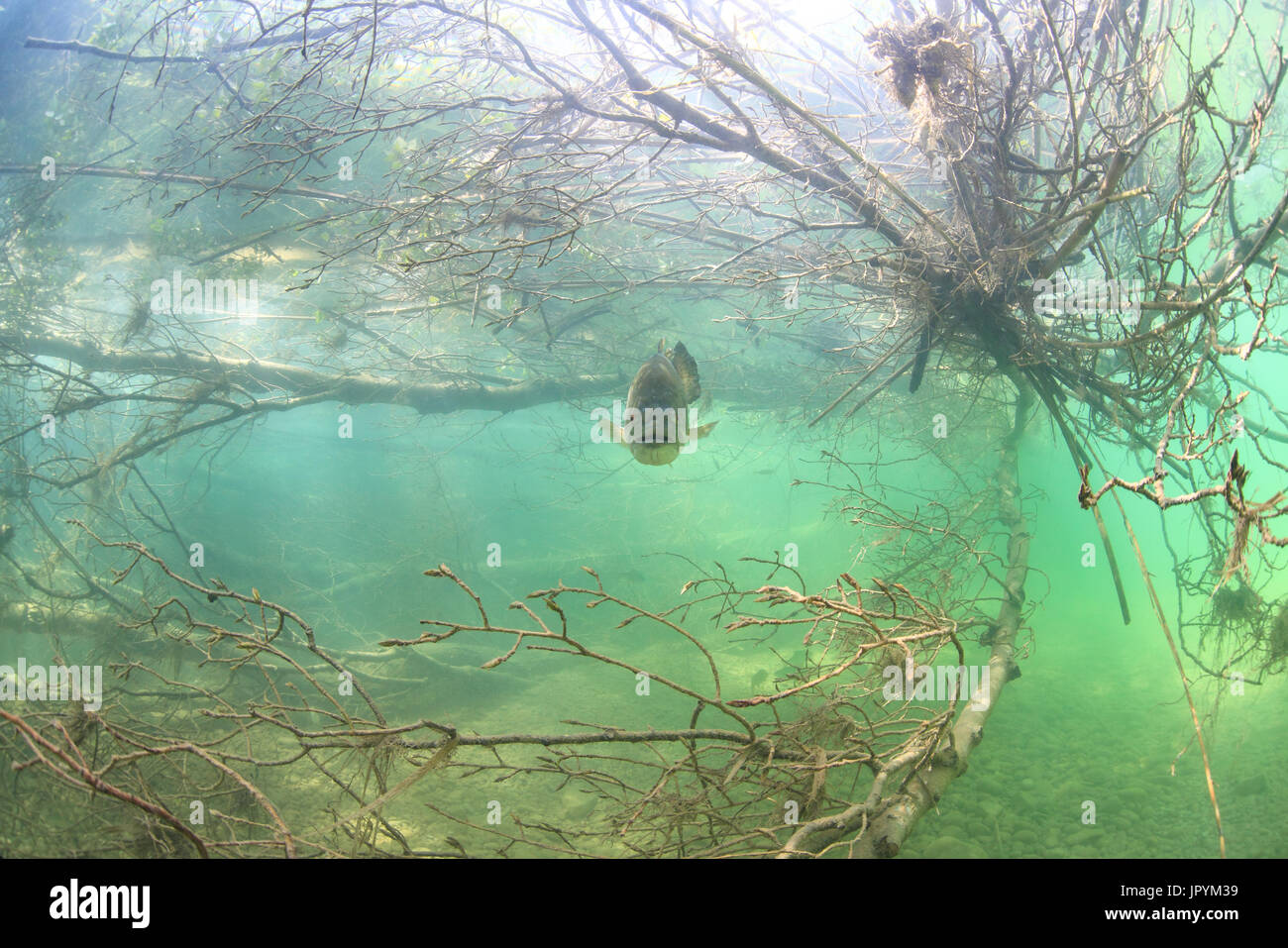 Largemouth Bass in submerged dead trees Spain Stock Photo Alamy