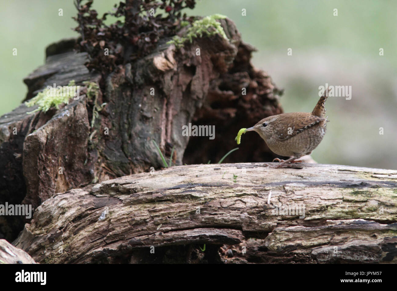 Wren and prey on a stump Stock Photo