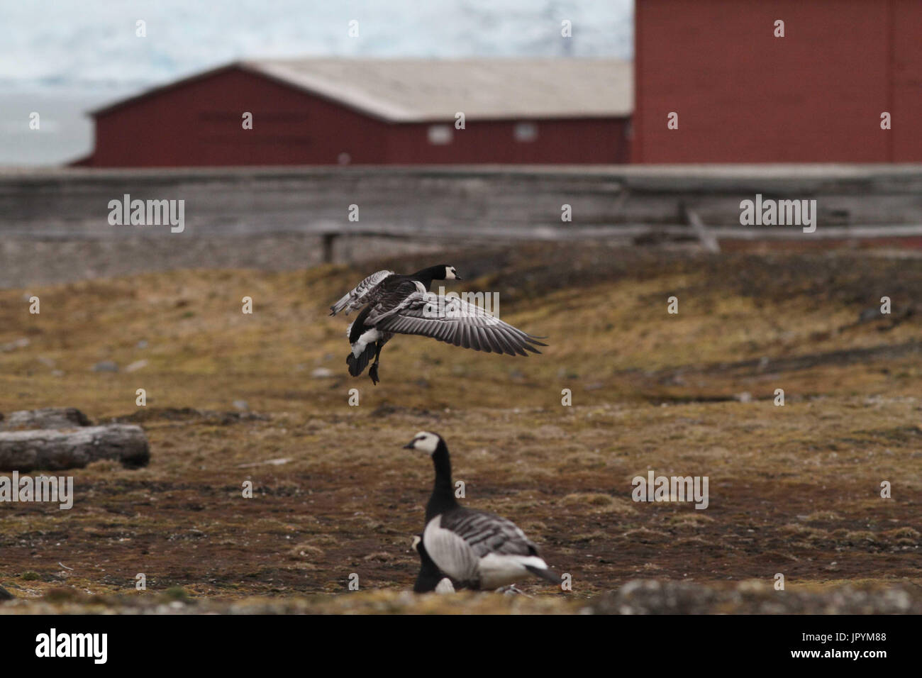 Barnacle Geese in the tundra - Spitsbergen Stock Photo