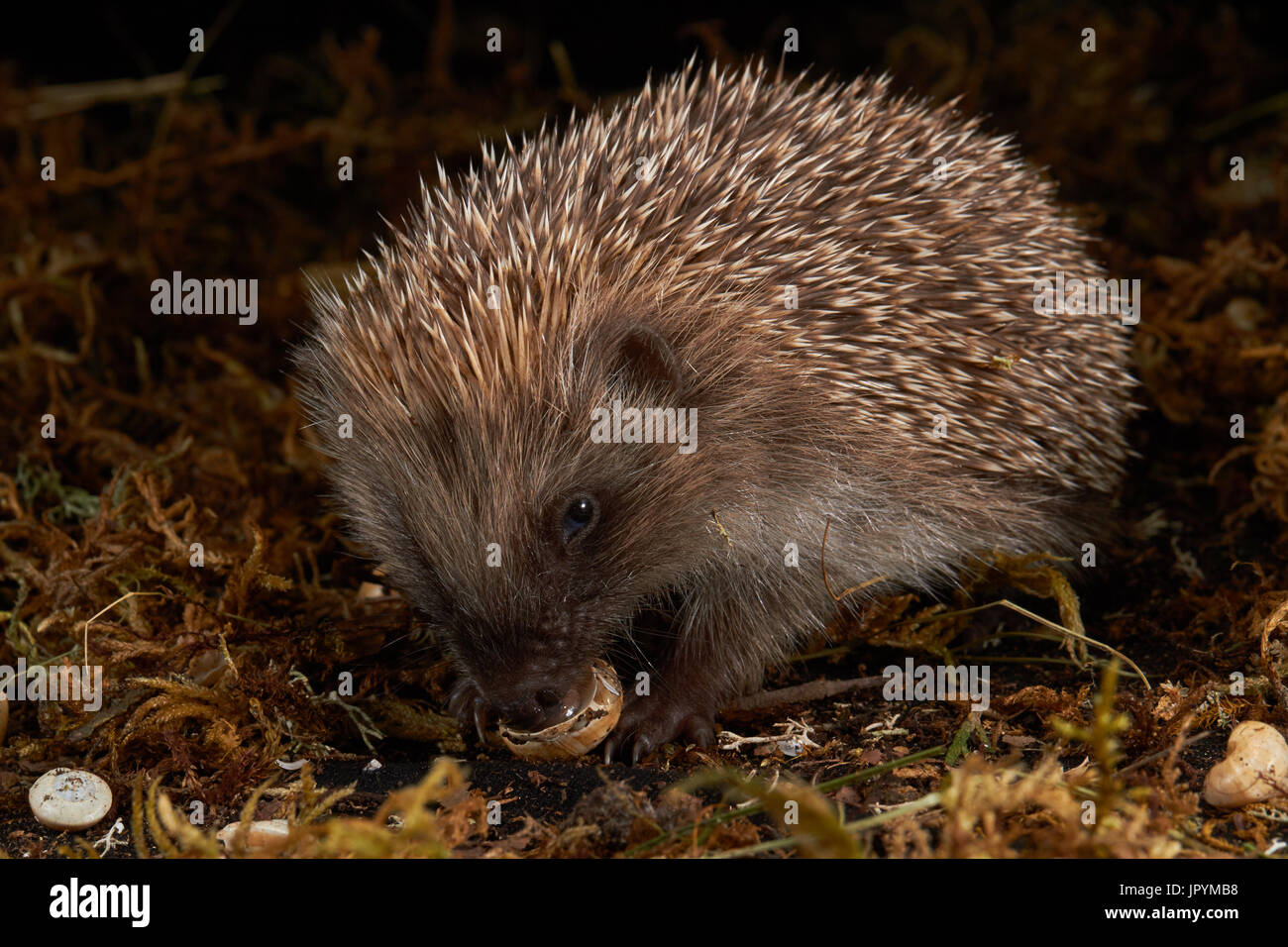 Western European hedgehog eating a snail France Stock Photo Alamy