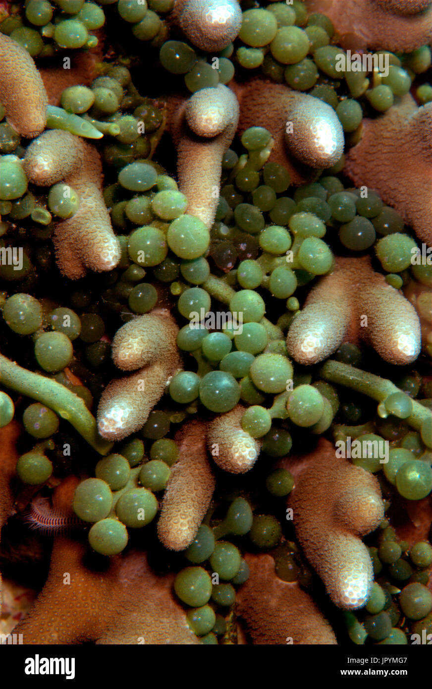 Grape Caulerpa in Coral - Bohol Philippines Stock Photo