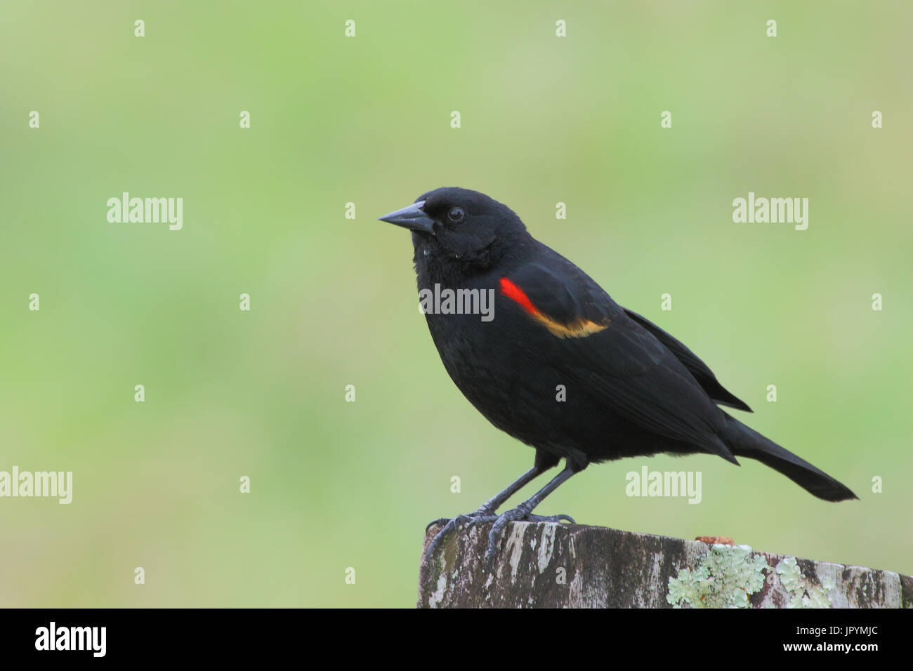 Redwinged blackbird male on a stump Costa Rica Stock Photo Alamy