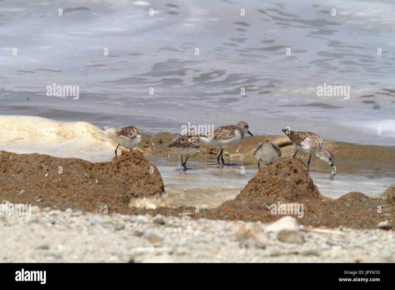Little Stints along the water - Ethiopia Stock Photo
