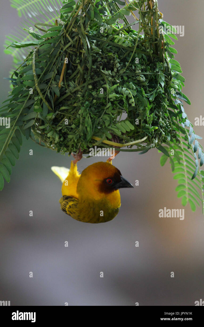 Vitelline Masked Weaver on her nest - Ethiopia Stock Photo