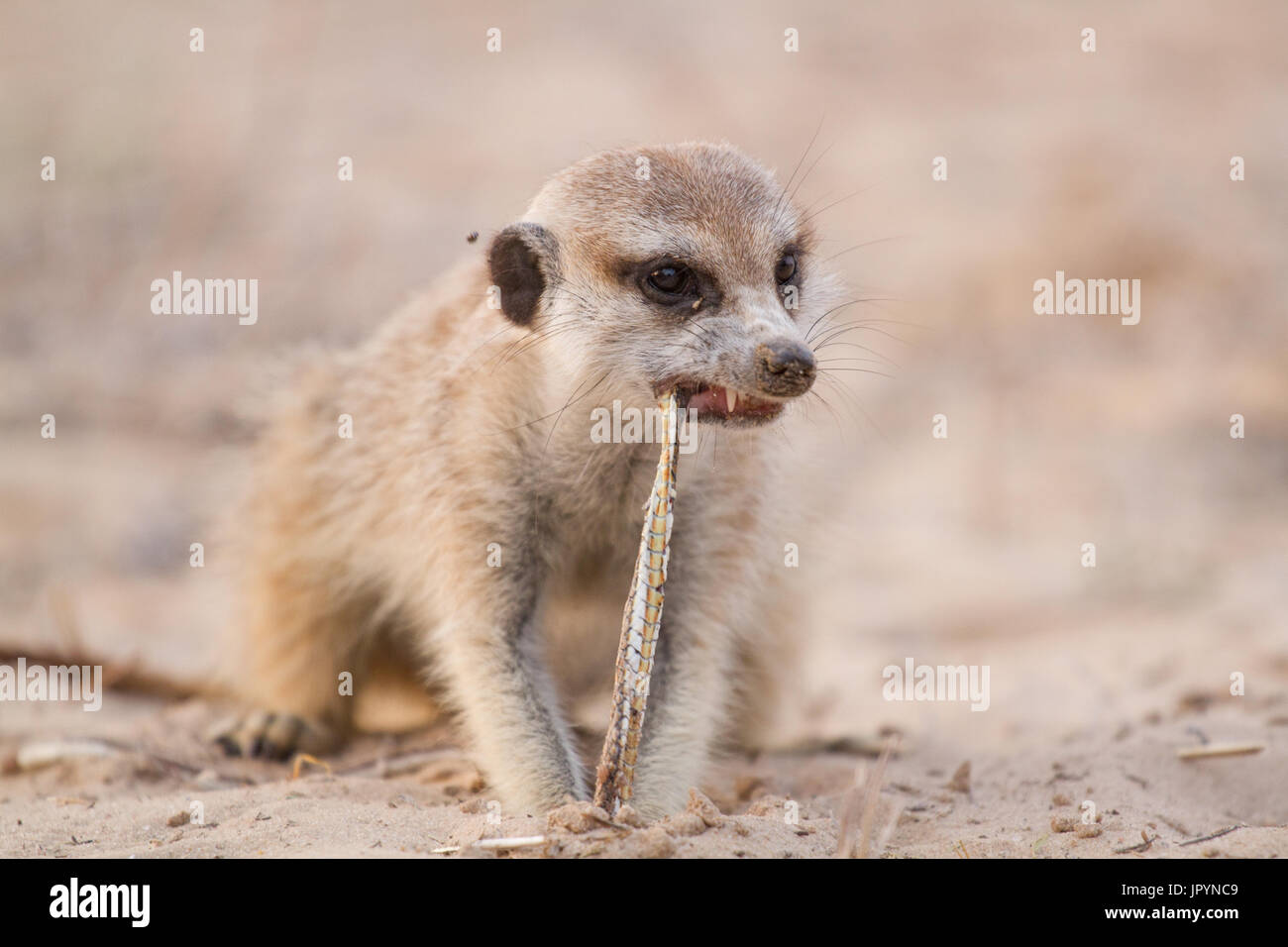 Eating A Snake High Resolution Stock Photography and Images Alamy