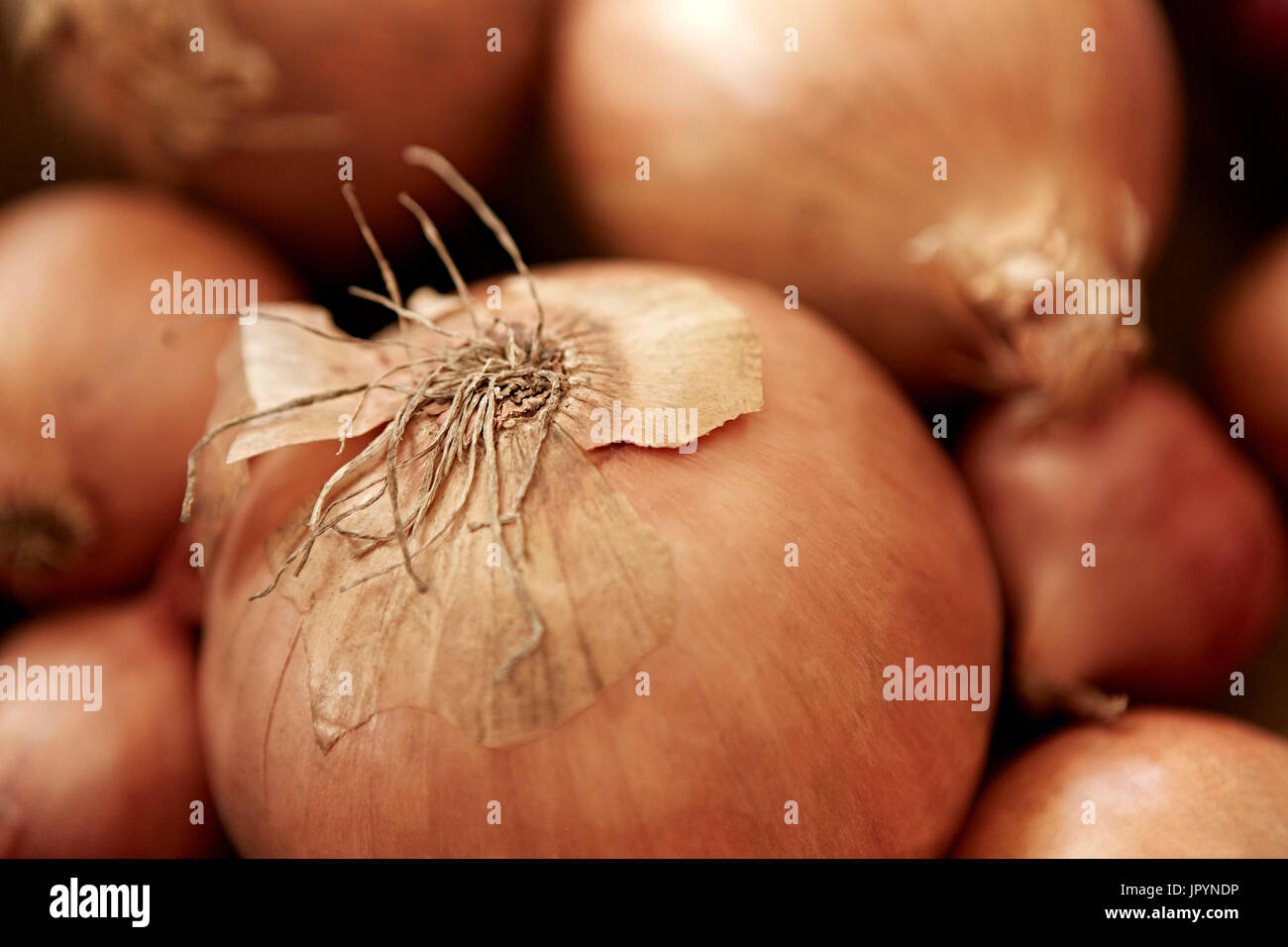 Still life close up full frame fresh, organic, healthy, rustic onion with skin and roots Stock Photo
