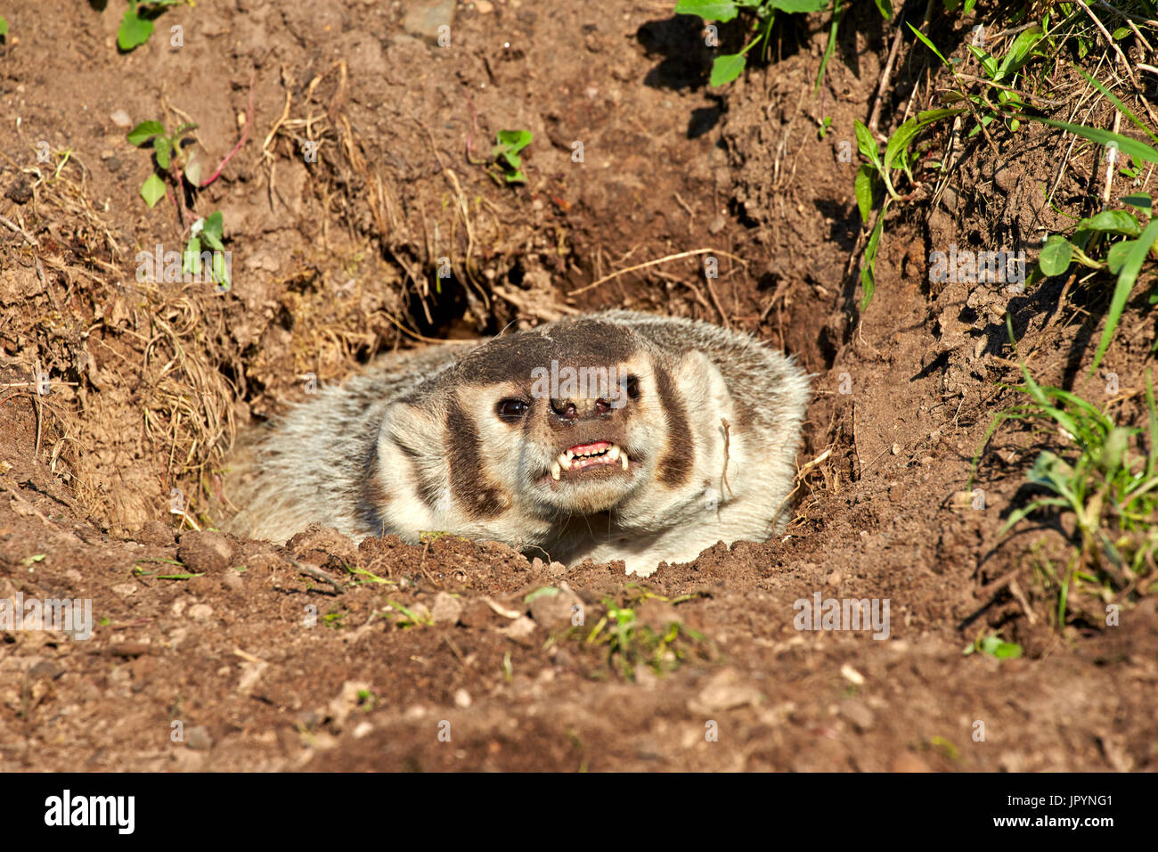 American Badger at burrow Minnesota USA Stock Photo Alamy