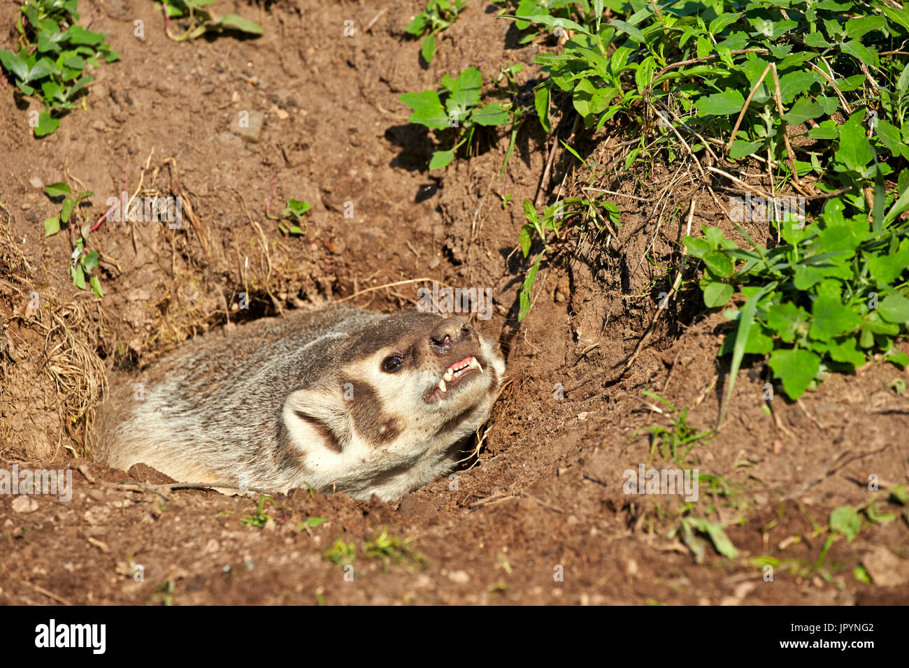American Badger at burrow Minnesota USA Stock Photo Alamy