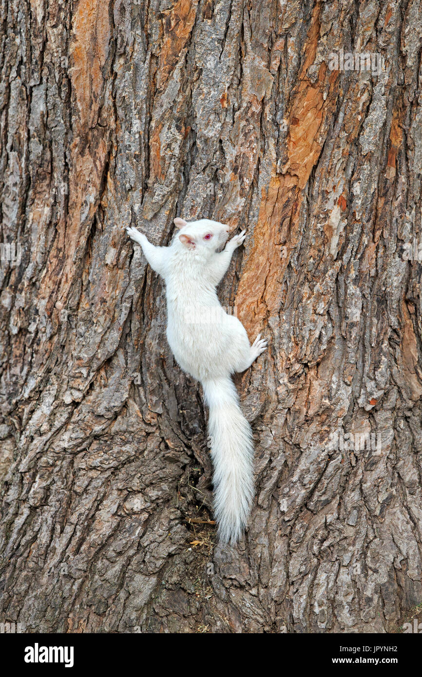 Albino Eastern gray squirrel on a trunk - Minnesota USA Stock Photo - Alamy