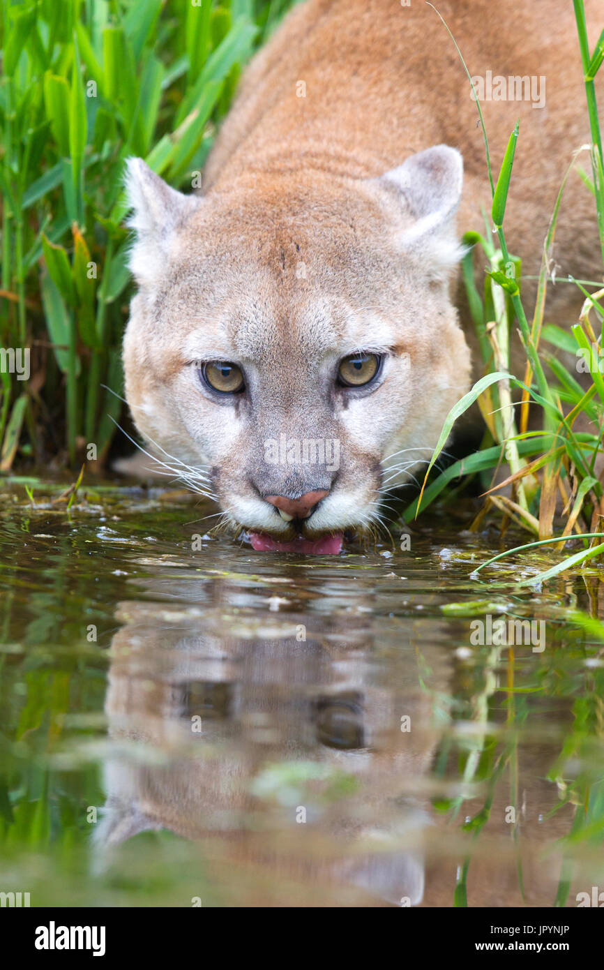 Minnesota Mountain Lions High Resolution Stock Photography and Images