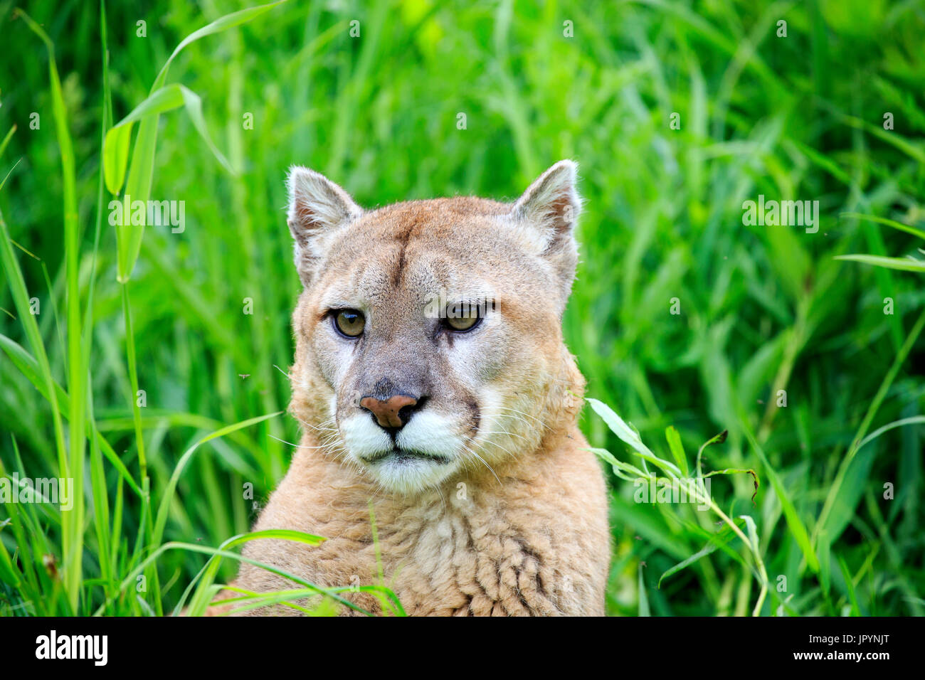 Minnesota Mountain Lions High Resolution Stock Photography and Images