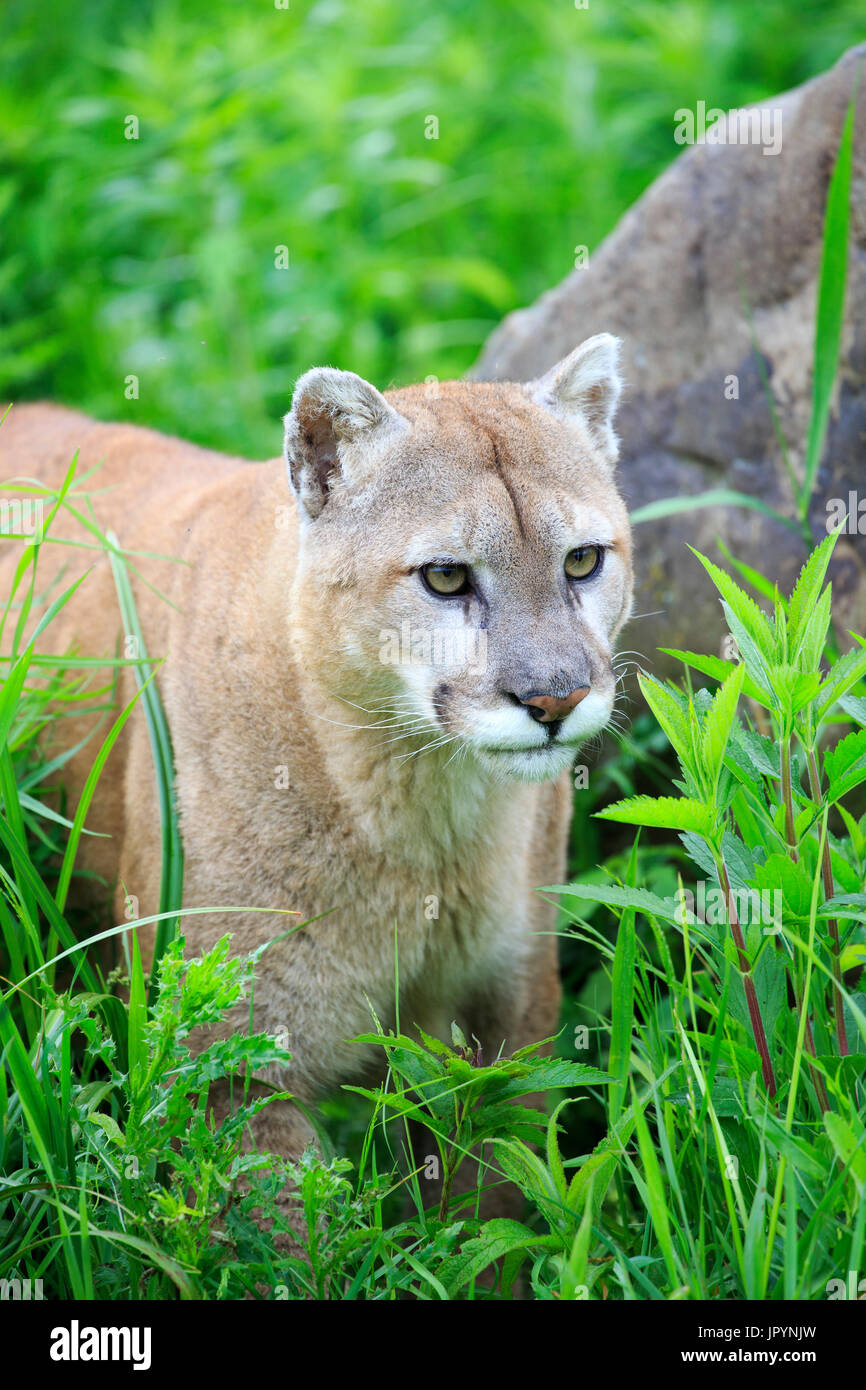 Minnesota Mountain Lions High Resolution Stock Photography and Images