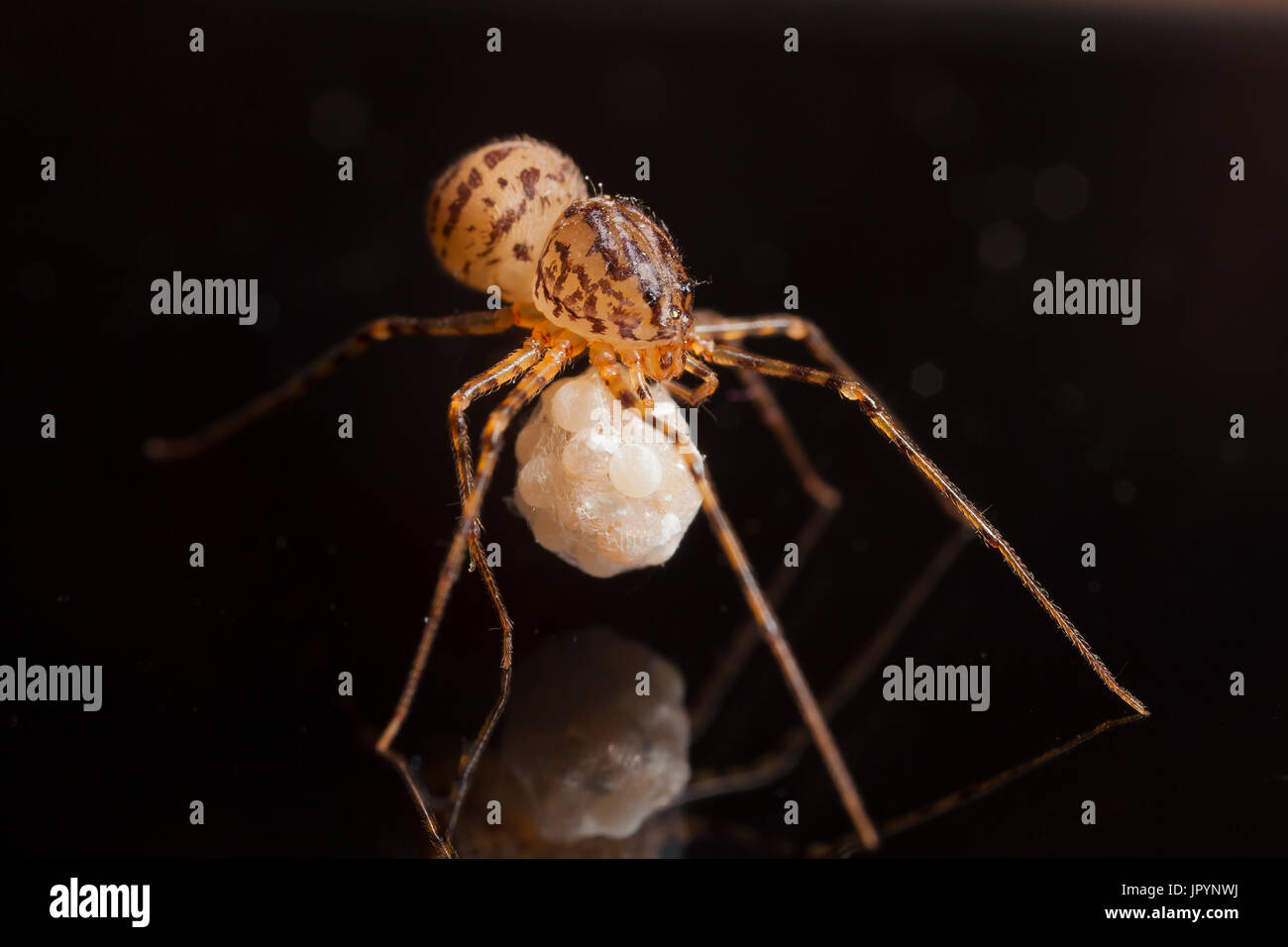 Spitting Spider female and her eggs France Stock Photo Alamy