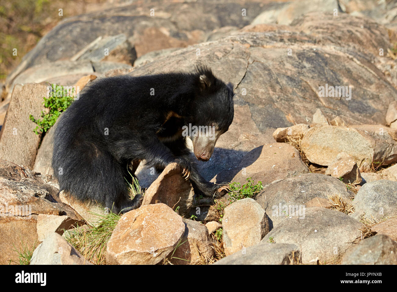 Sloth bears on rocks - Sandur Mountain India Stock Photo