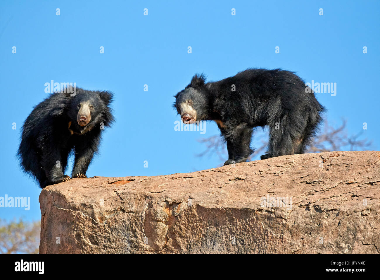 Sloth bears on rocks - Sandur Mountain India Stock Photo