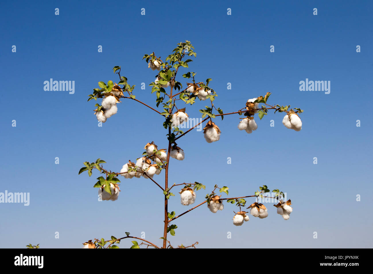 Cotton plant india hi-res stock photography and images - Alamy
