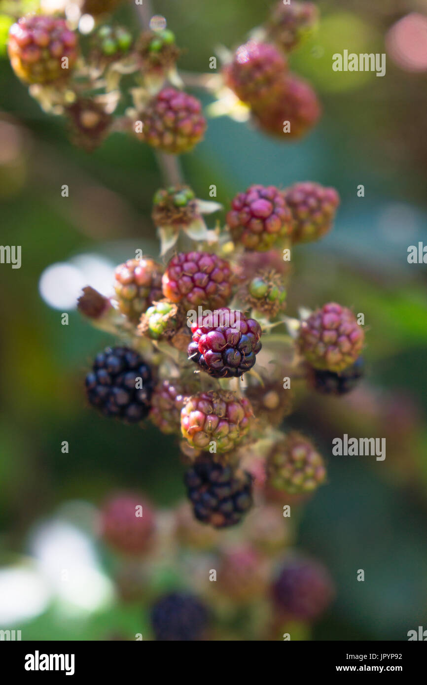 blackberries ( Rosaceae family, rubus genus),brambles at various stages of ripeness or ripening. Stock Photo