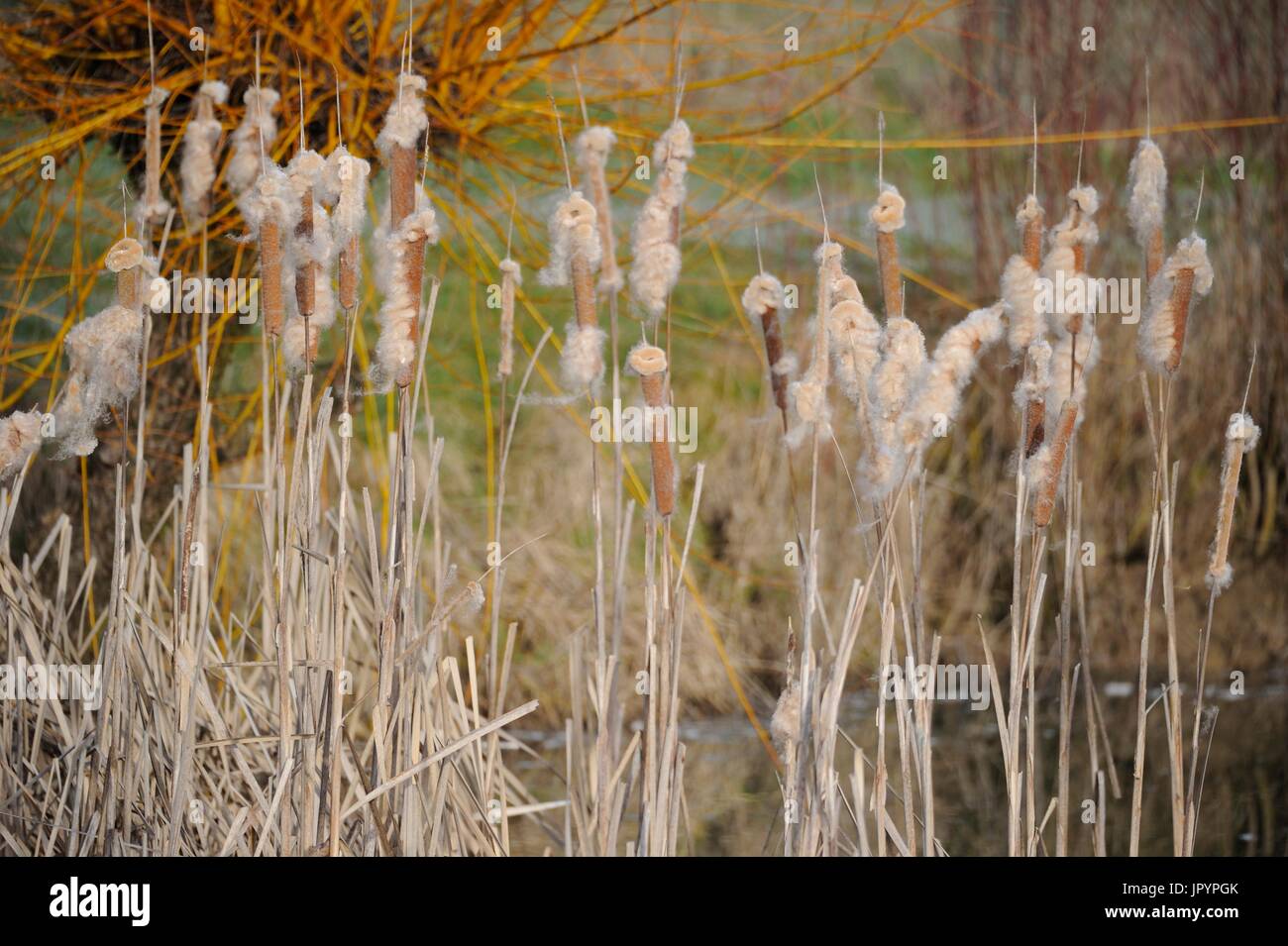 Cattails spreading their seeds in late winter France Stock Photo Alamy