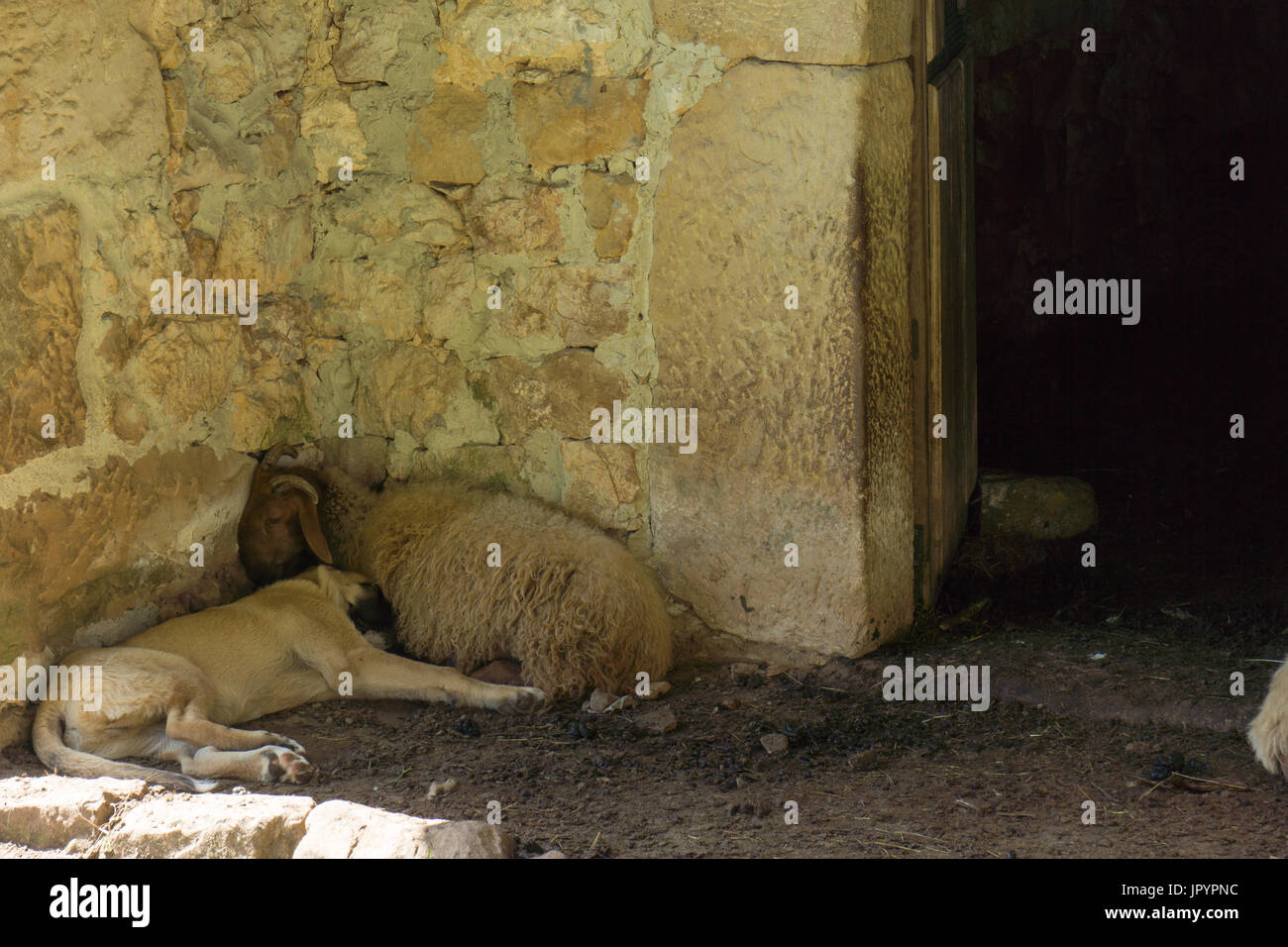 A sheep guard dog, livestock guard dog, (Mastín Español, Spanish Mastiff) sleeping next to a sheep in the shade of a barn. Stock Photo