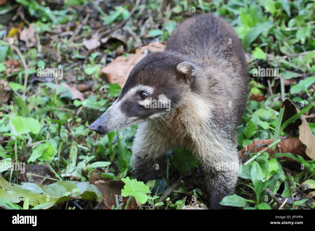 White-nosed Coati On Ground - Costa Rica Stock Photo - Alamy