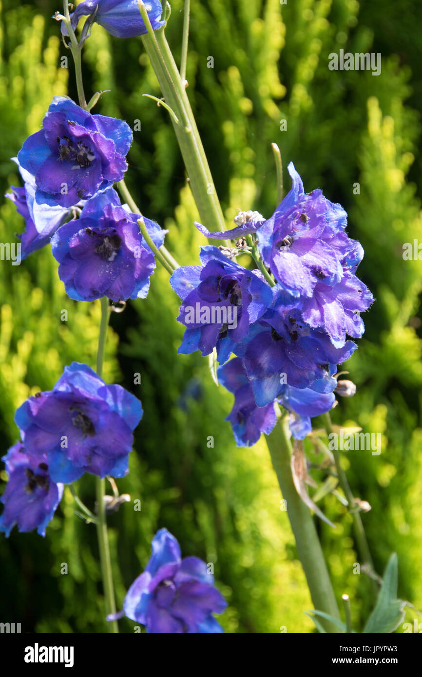 Delphinium cassius hi-res stock photography and images - Alamy