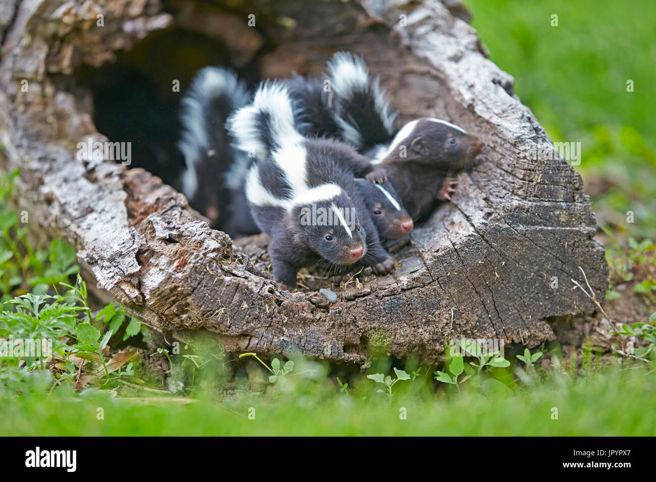 striped-skunk-and-young-in-a-hollow-trunk-minnesota-stock-photo-alamy