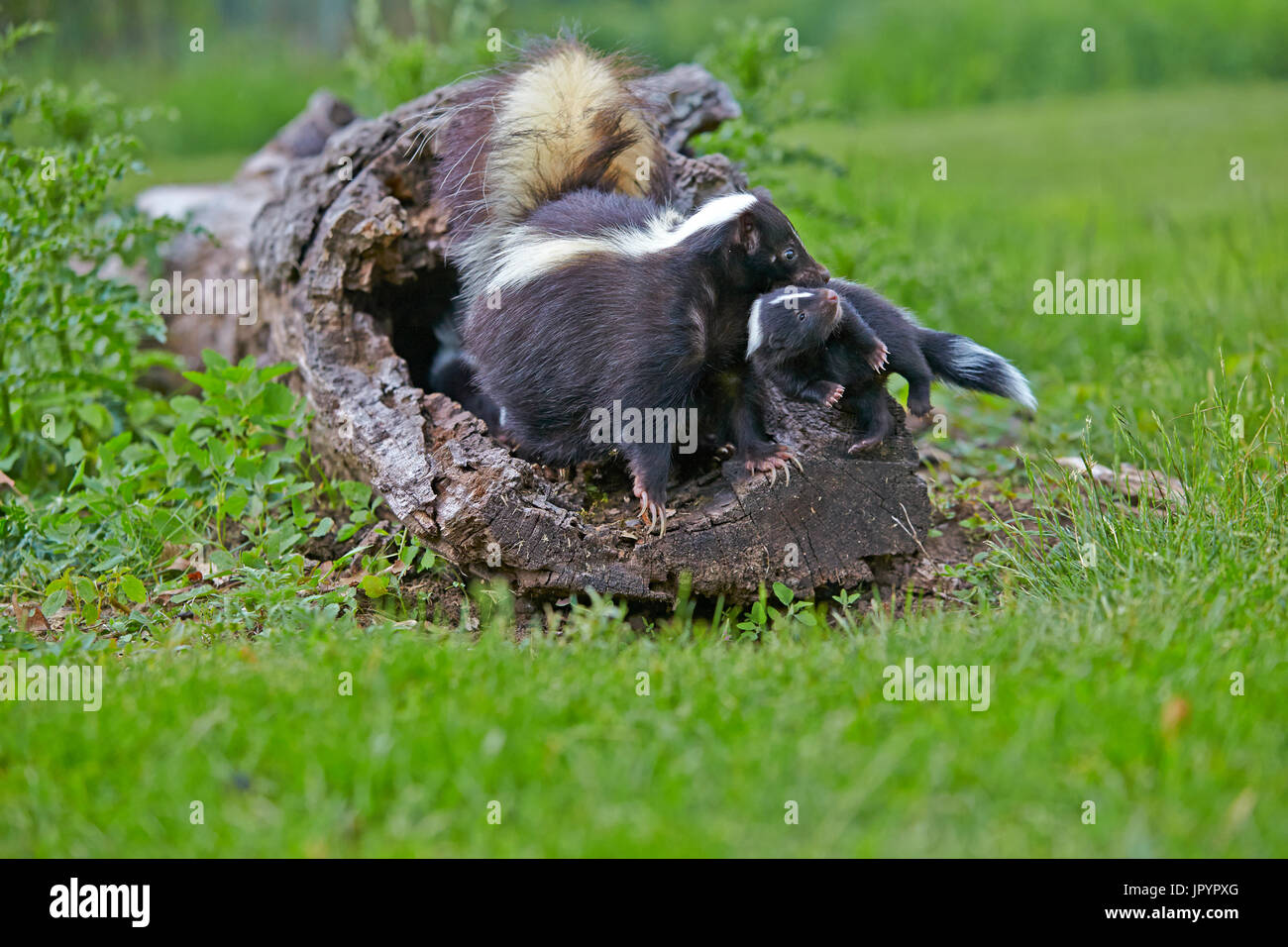 striped-skunk-and-young-in-a-hollow-trunk-minnesota-stock-photo-alamy