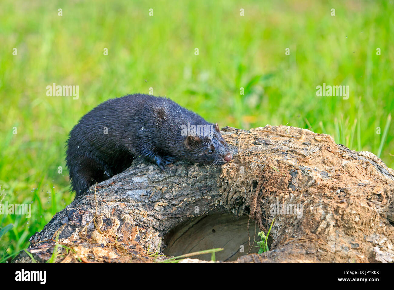 Wild Mink Stock Photos & Wild Mink Stock Images Alamy