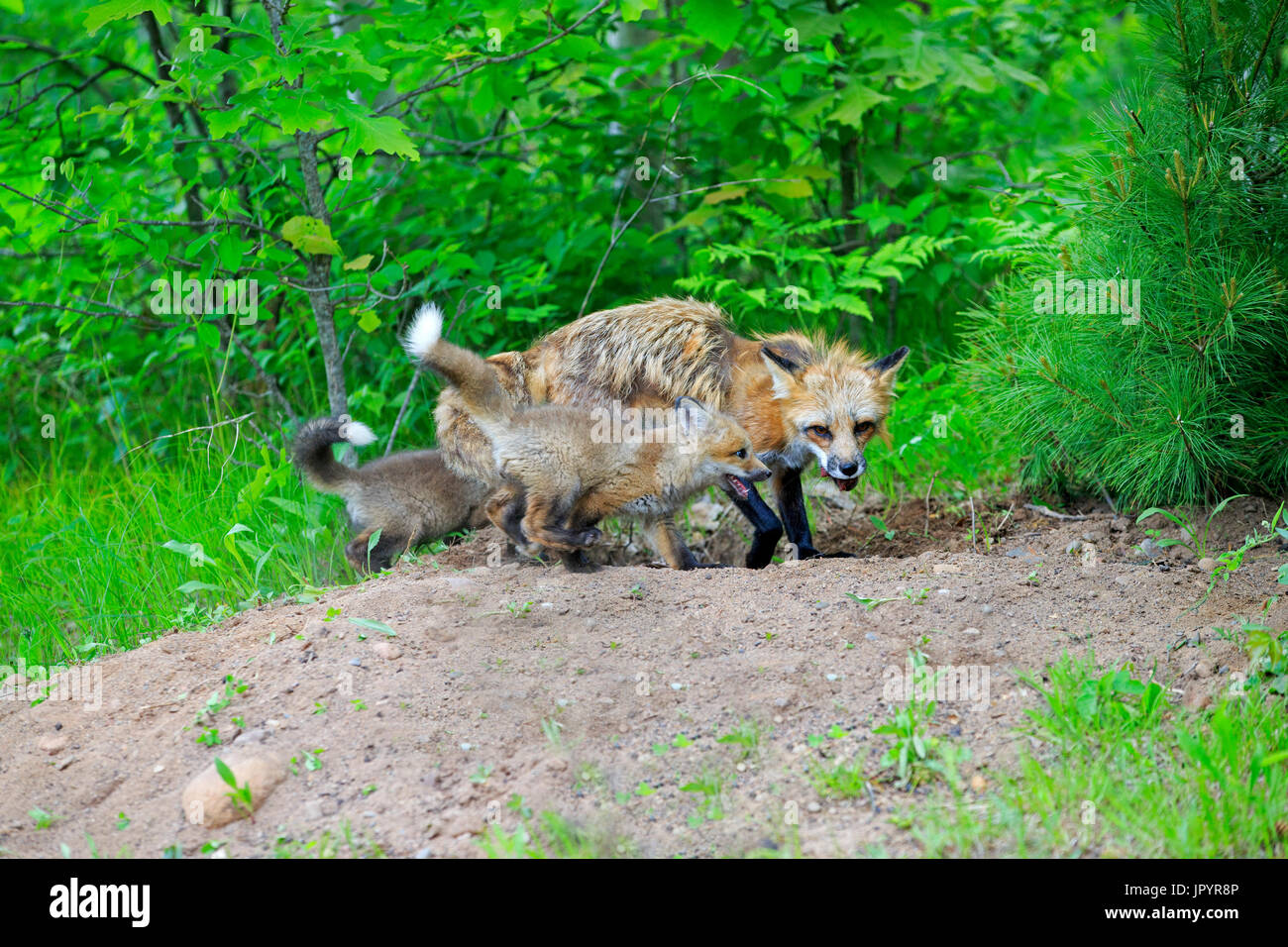 Red fox and young at burrow - Minnesota USA Stock Photo - Alamy