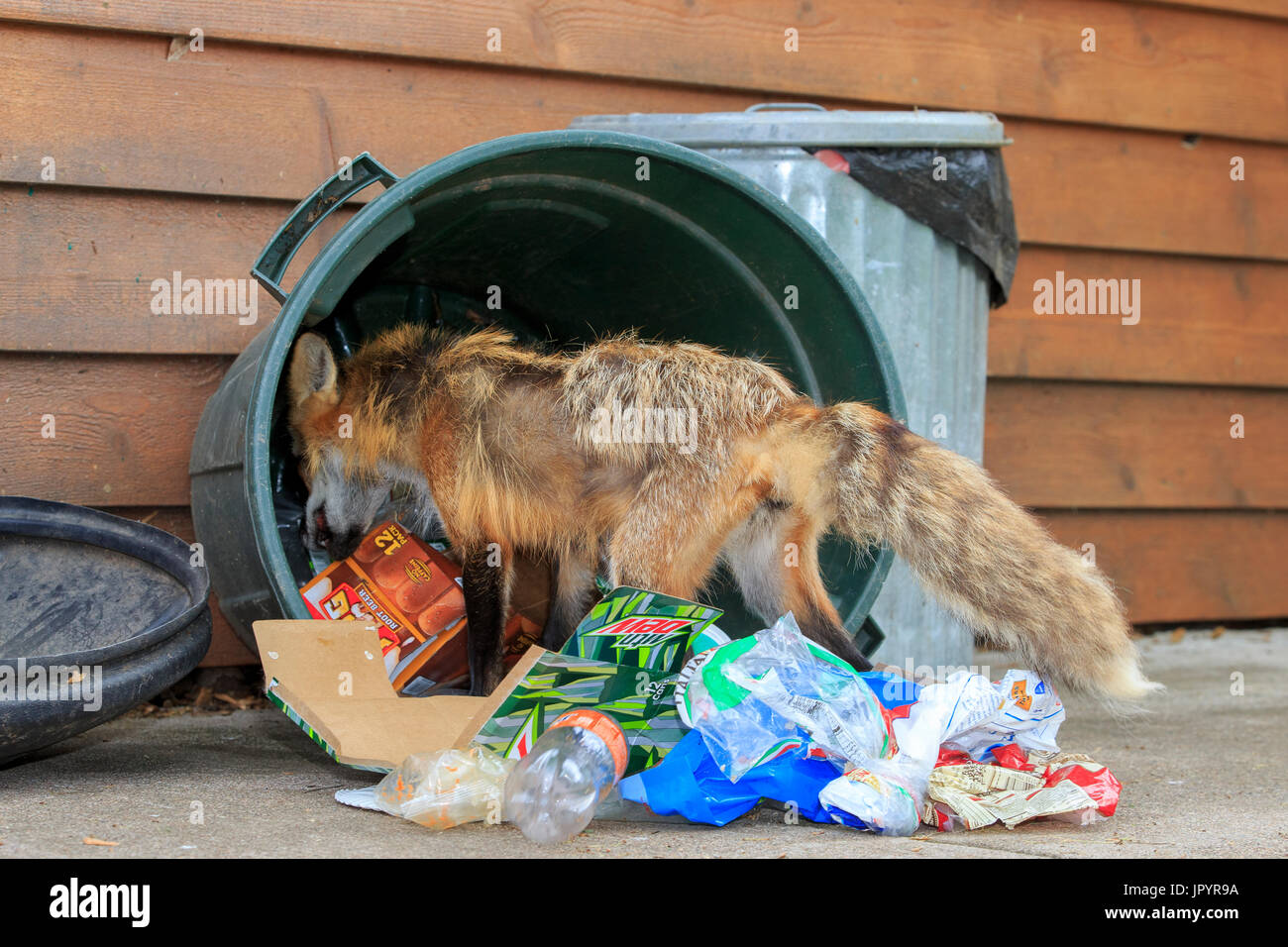 Red fox rummaging through a waste bin - Minnesota USA Stock Photo