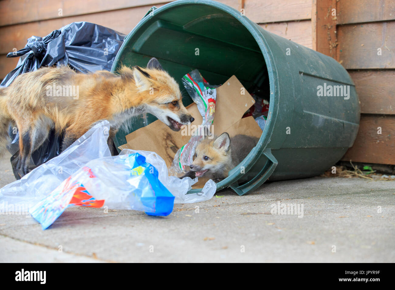 Red fox and young rummaging through a waste bin Minnesota Stock Photo
